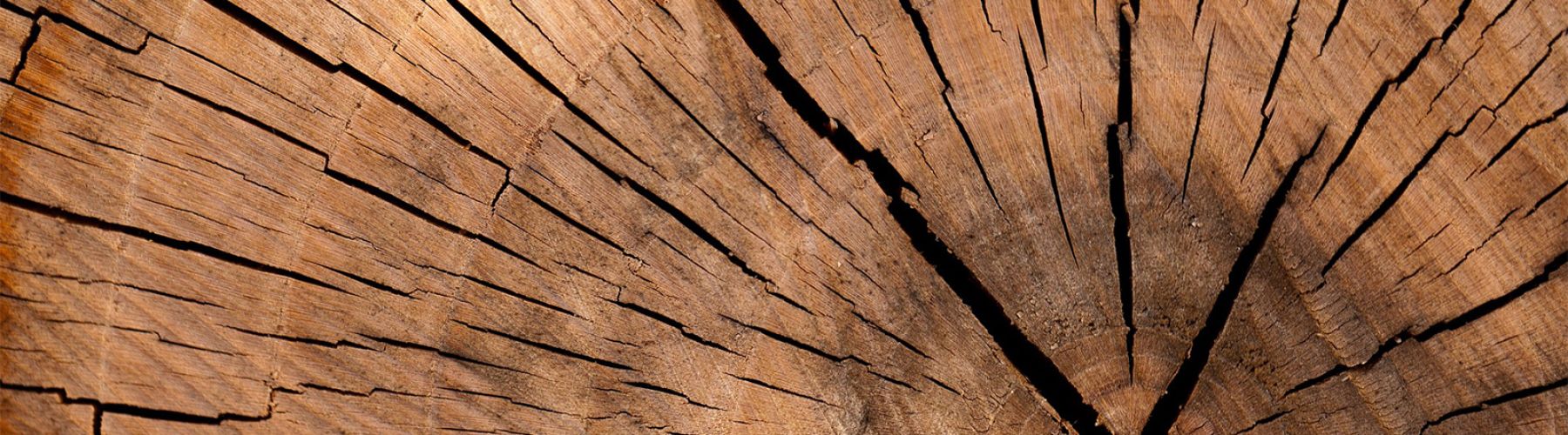 Holz